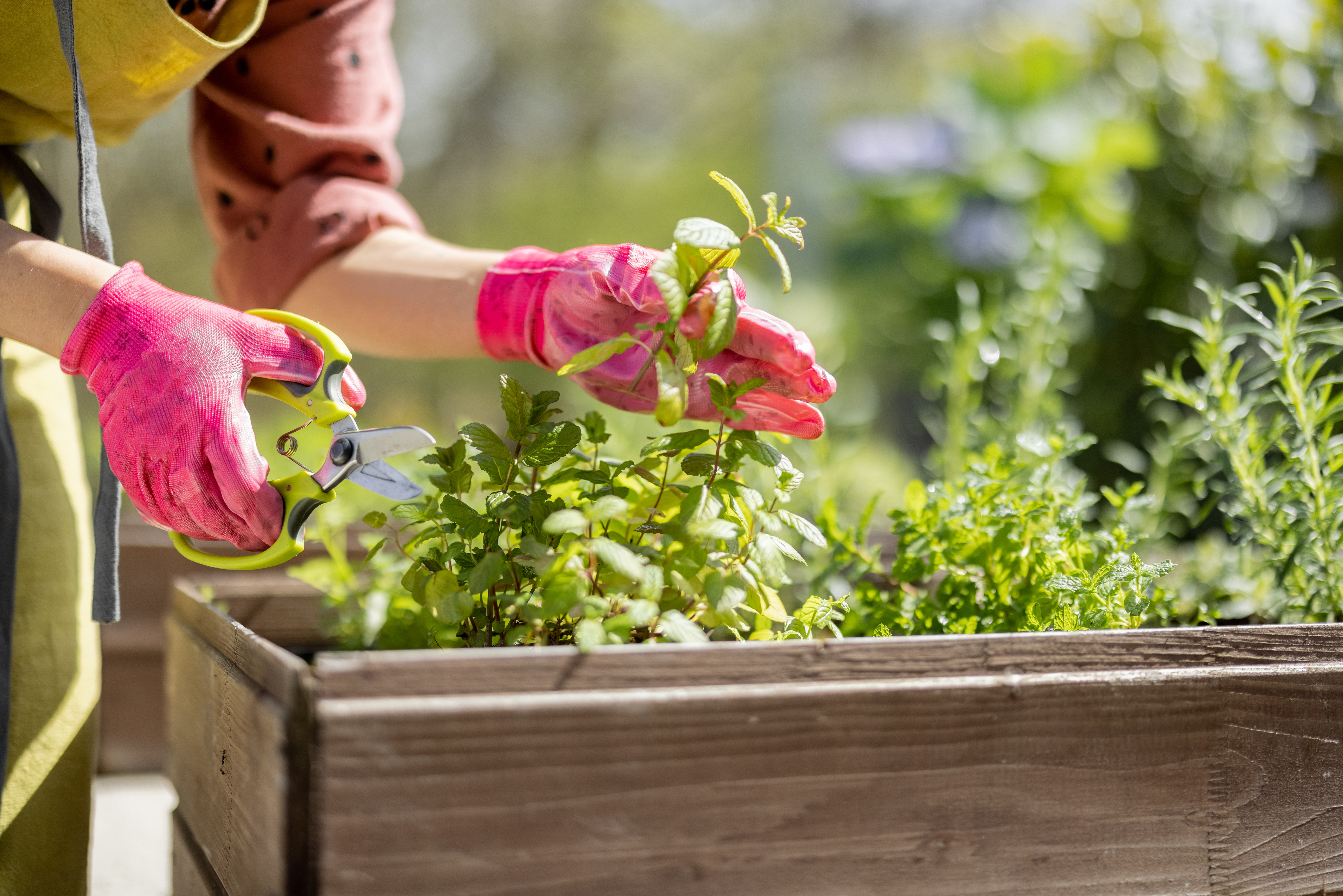 Herb Garden