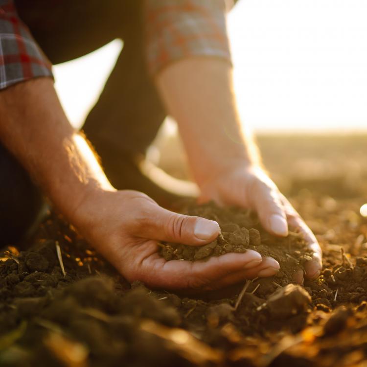  person holding soil