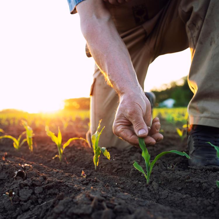  Man with Garden Plant