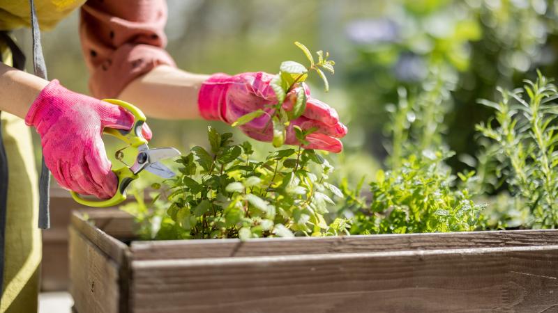Herb Garden
